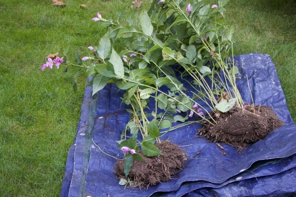 A sturdy tarp is a garden necessity.