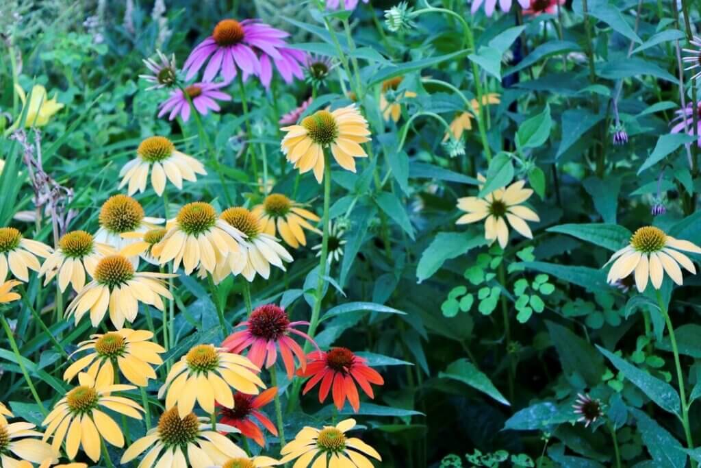 Choose healthy, disease-free specimens like these coneflowers to propagate.