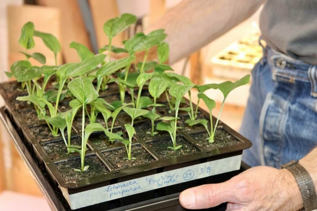 Sterile media and compact containers are required tools when starting seeds.