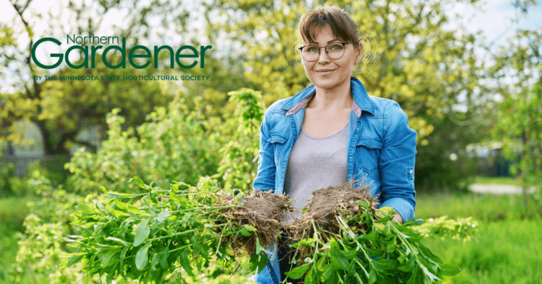 Plant propagation and dividing tools