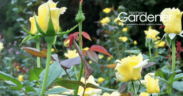 Plant Propagation List for Northern Gardeners