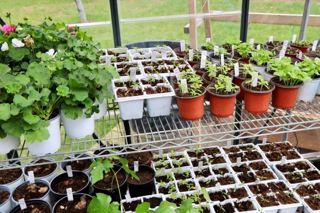 To reduce the possibility of importing pathogens, clean used pots thoroughly before re-using.