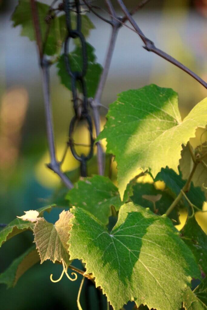 Identify the ideal portion of the stem to cut, ideally 1/2” or so below a node, before pruning.