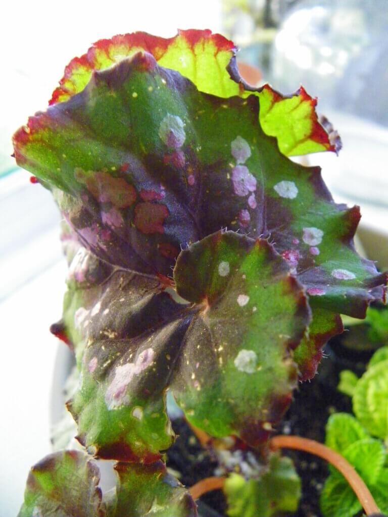 Rex begonia