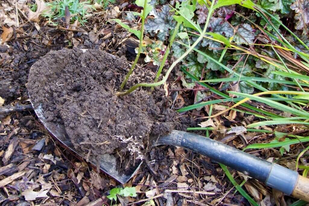 My trusty pointed shovel makes short work of digging up plants to be divided.