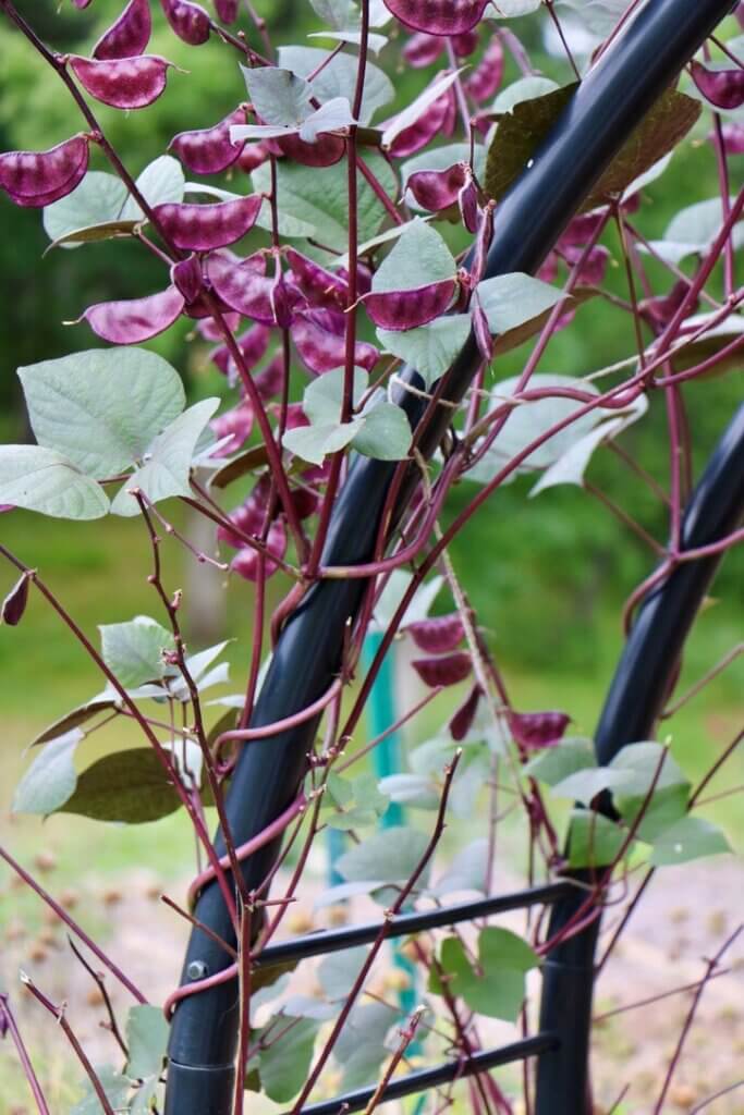 Let runner beans (Phaseolus coccineus) dry on the vine before harvesting