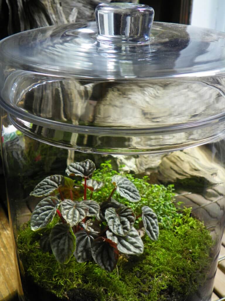 apothecary jar with peperomia moss babys tears sunlight