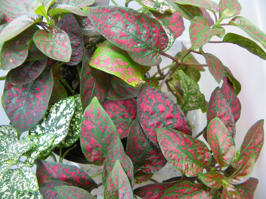 Hypoestes
