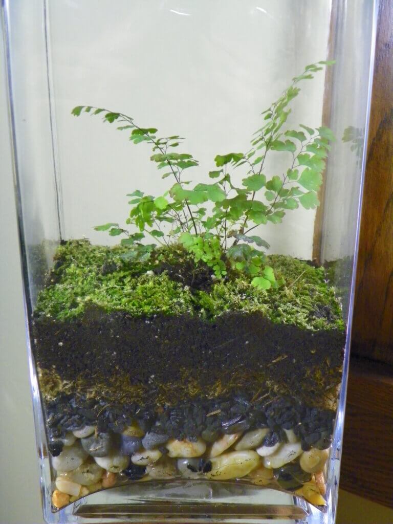 maidenhair fern and moss in simple vase showing terrarium layers