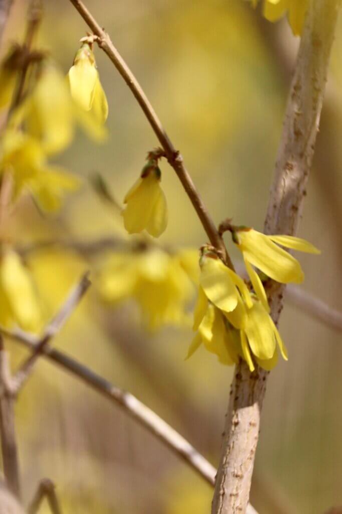 Forsythia (Forsythia) can be propagated through layering or transplanting suckers.