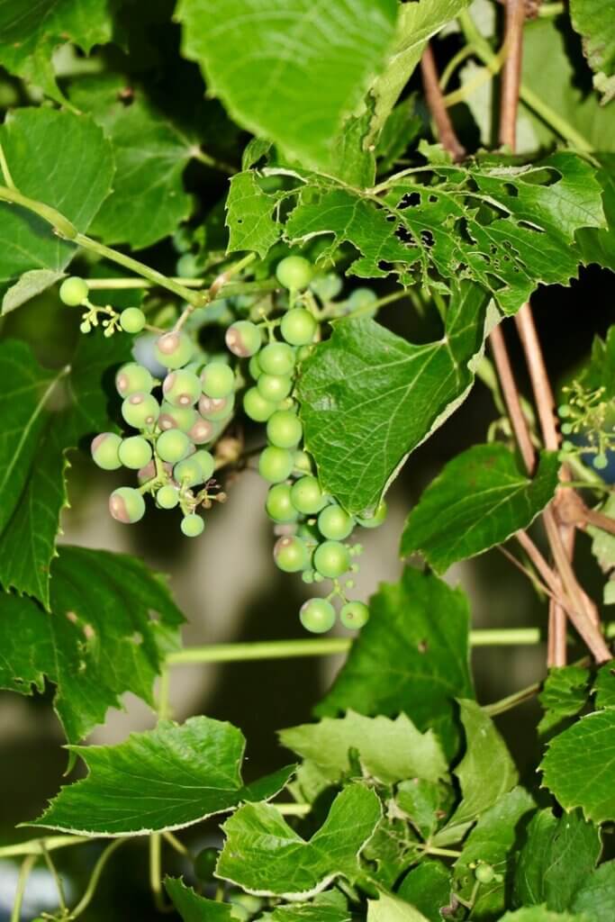 Multiply grape vines (Vitis) through hardwood stem cutting and layering.