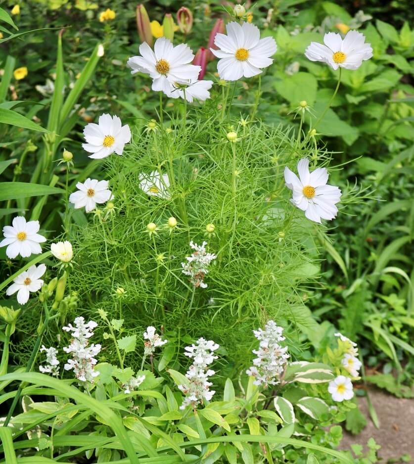 Gather cosmos (Cosmos) seeds in the fall for sowing next spring.
