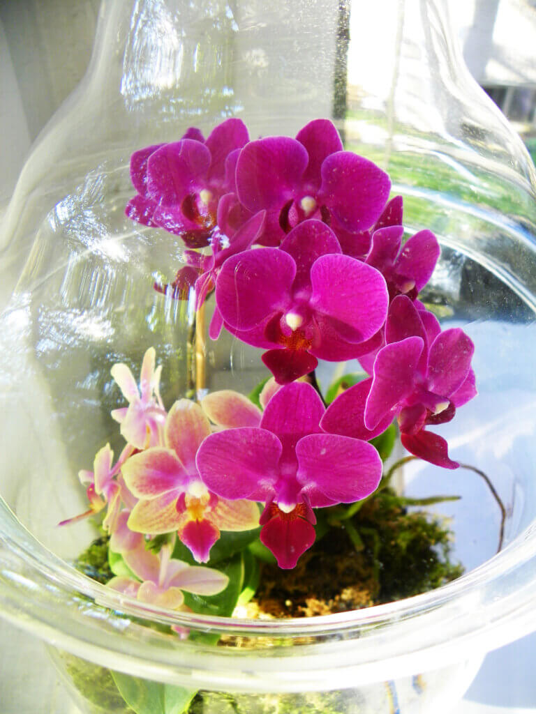 Miniature orchids