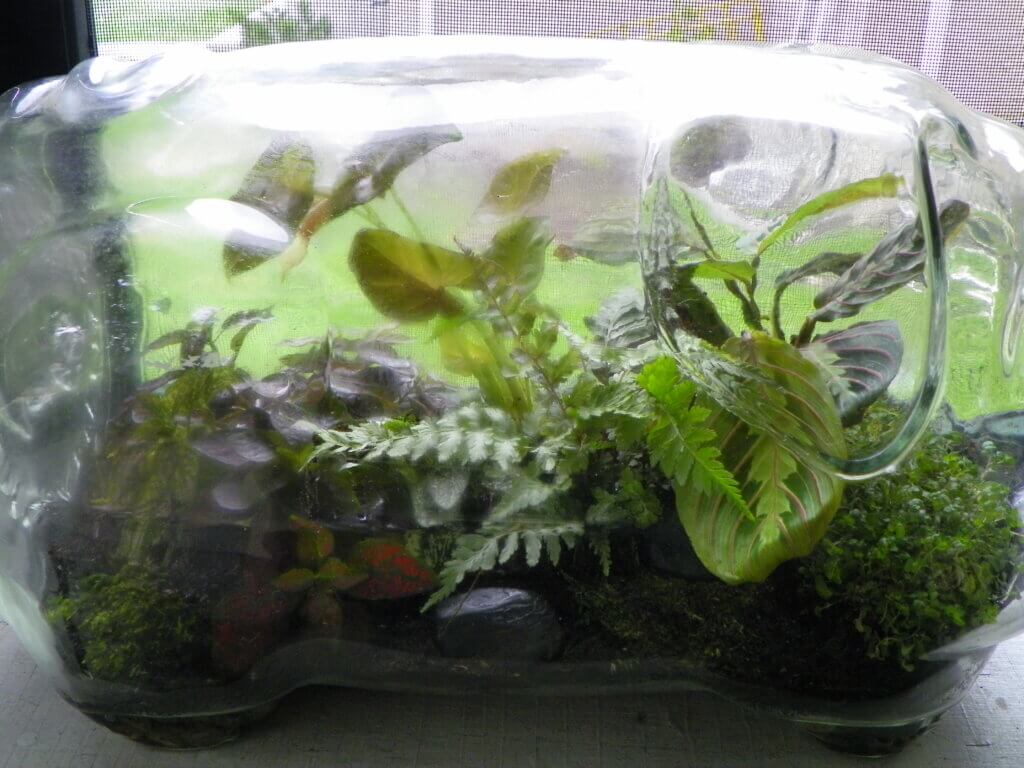 pig jar with hypoestes fern nephthytis prayer plant