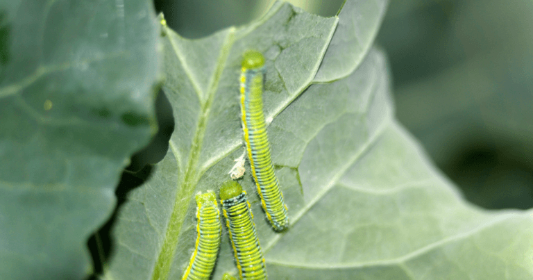 Cabbage White Caterpillars