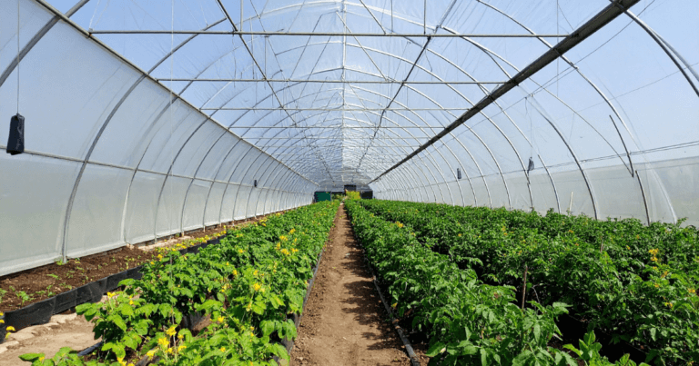 Growing organic vegetables in high tunnels