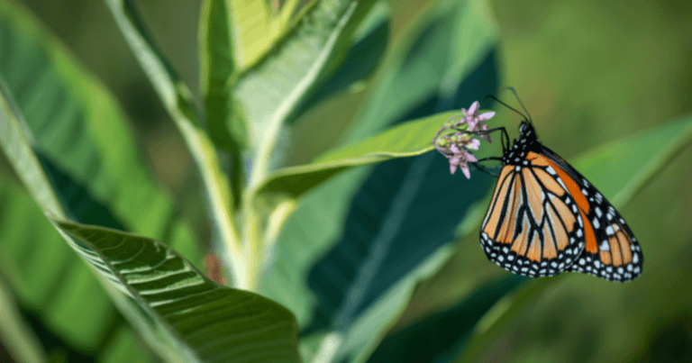Milkweed plugs for schools and non-profits