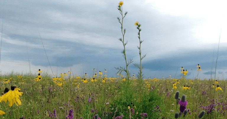 Minnesota prairie restoration site