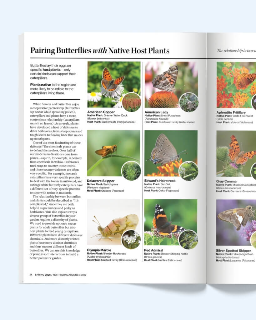 Butterflies and host plants