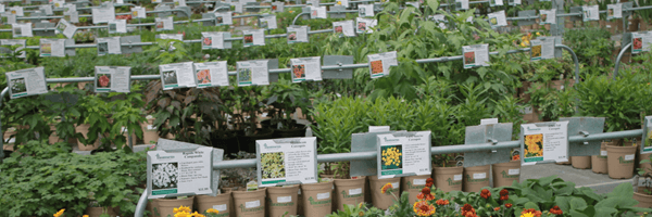 Thomsens Garden Center