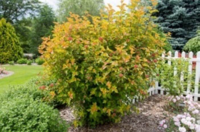 First Editions® Amber Jubilee® Ninebark