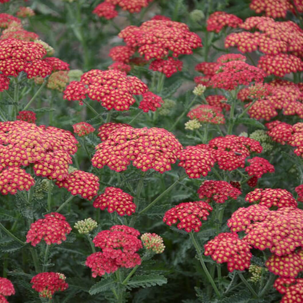 Firefly Red Pop Yarrow