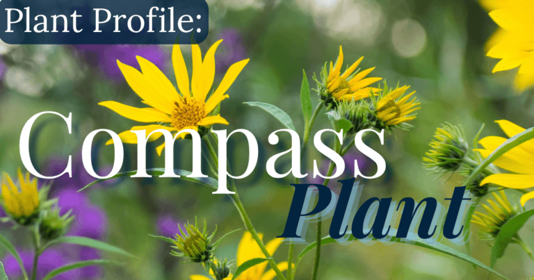 Plant Profile: Compass Plant
