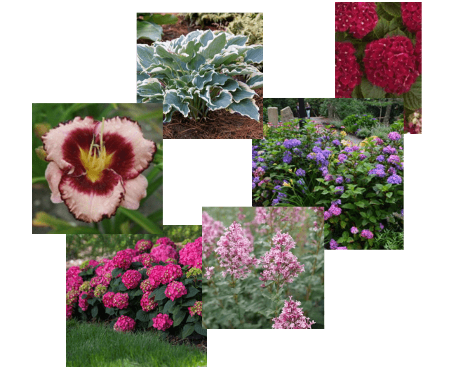 Plants for Gala auction