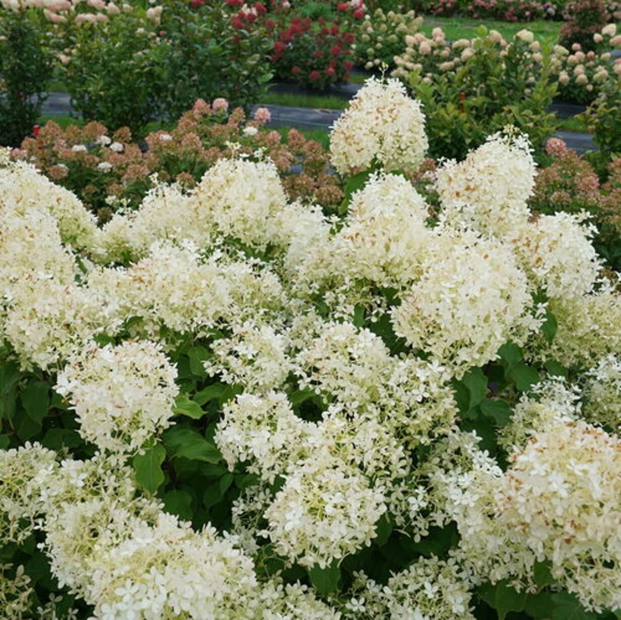 Puffer Fish® Panicle Hydrangea