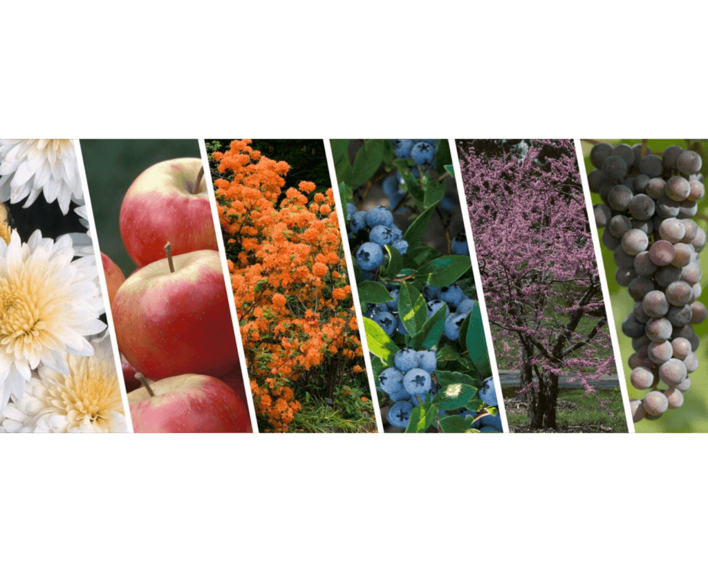 University of Minnesota Hardy Breeding Program