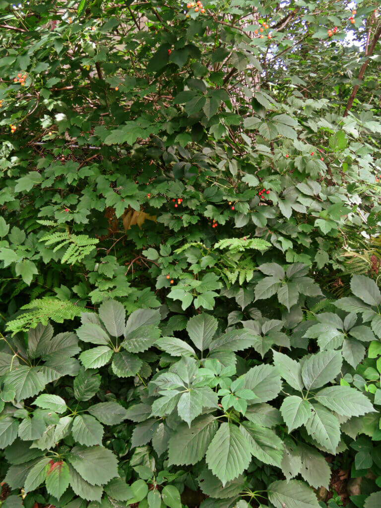 thicket creeper and companion plants growing together. 
