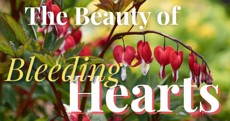 Image shows bleeding heart flowers up close and reads "The Beauty of Bleeding Hearts".