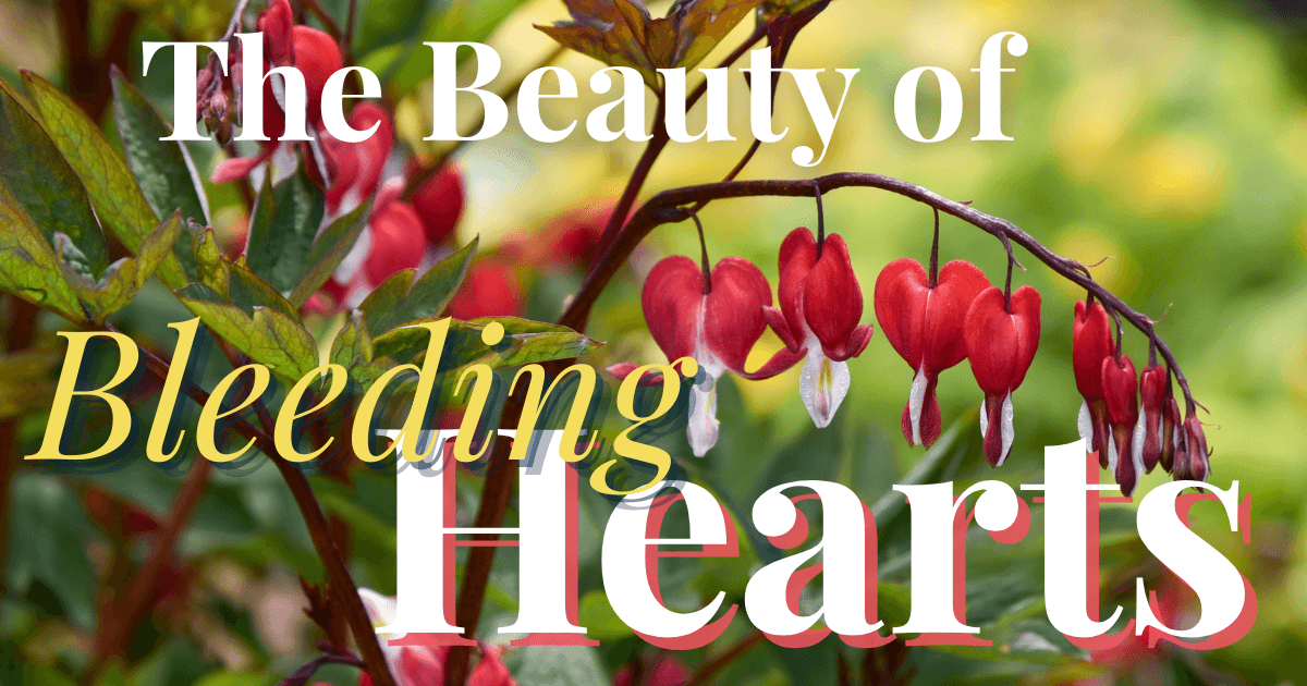 Image shows bleeding heart flowers up close and reads "The Beauty of Bleeding Hearts".