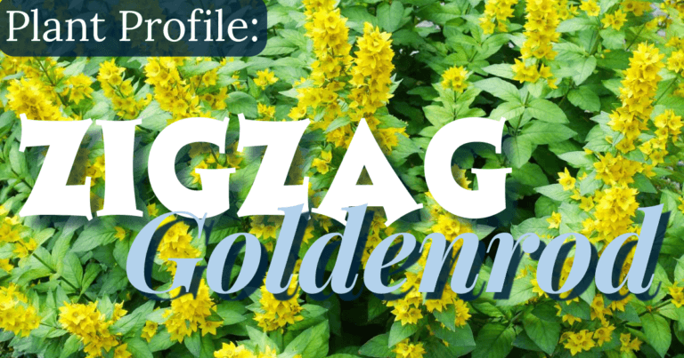 zigzag goldenrod