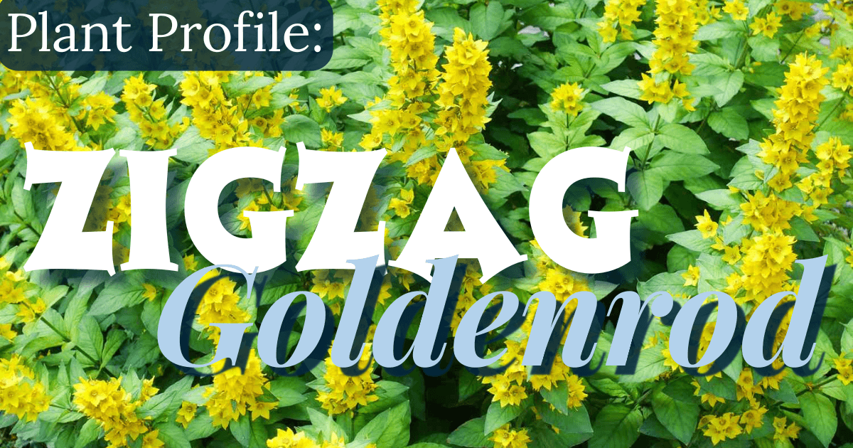zigzag goldenrod