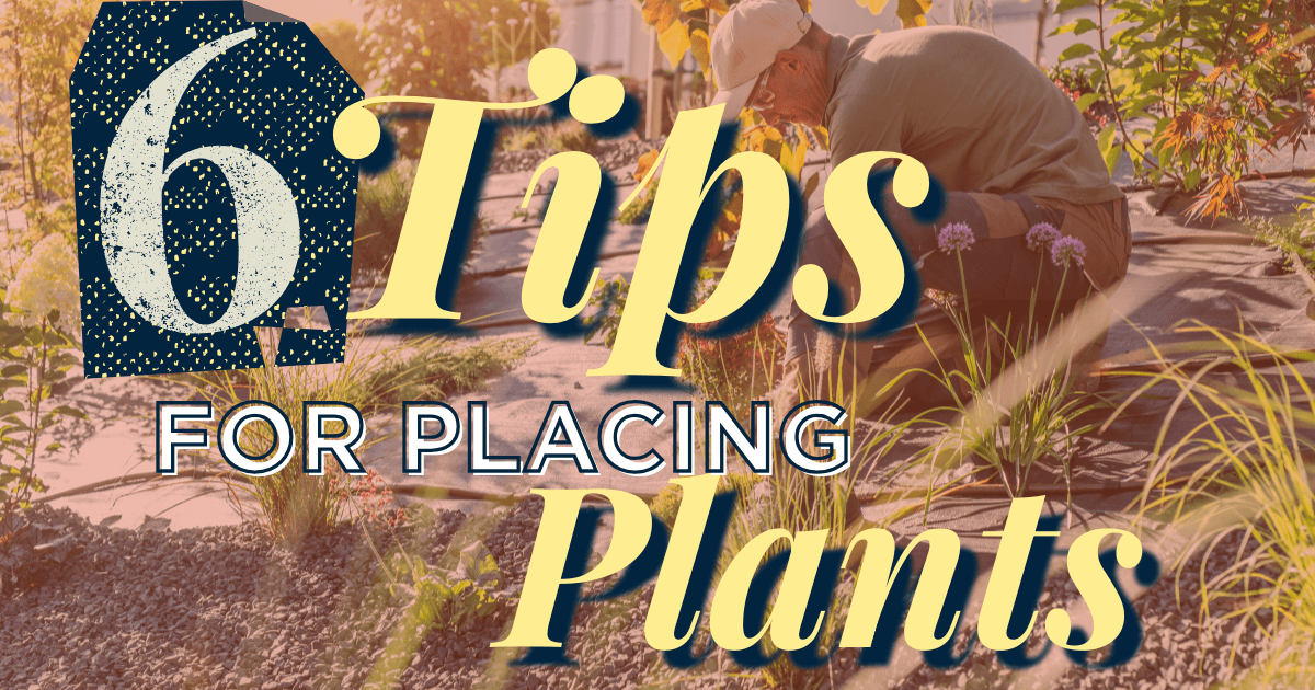 6 tips for placing plants