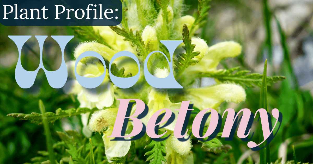 Wood betony