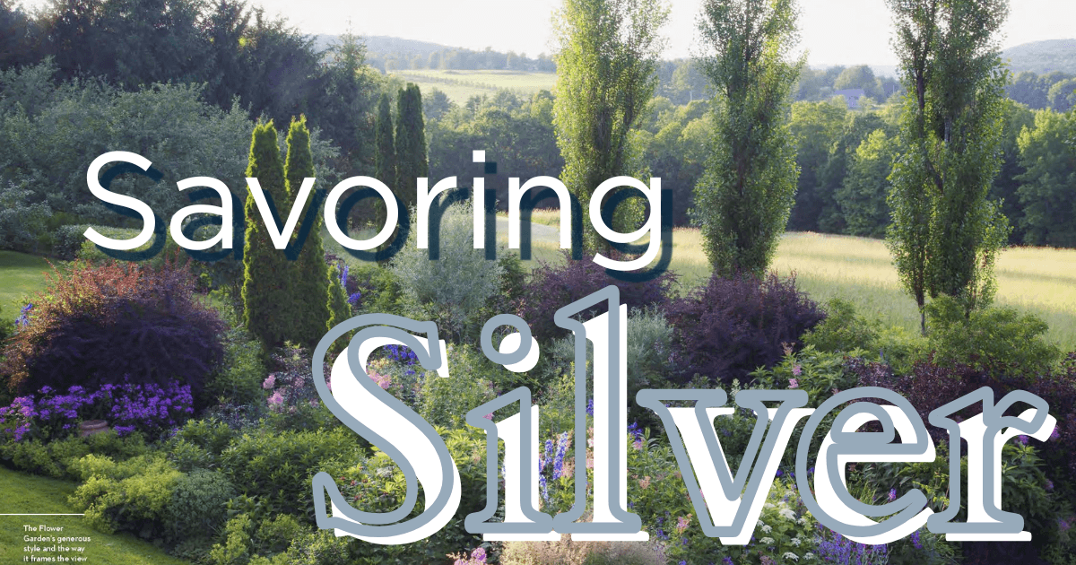 Savoring Silver