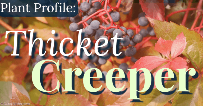 Plant Profile: Thicket Creeper