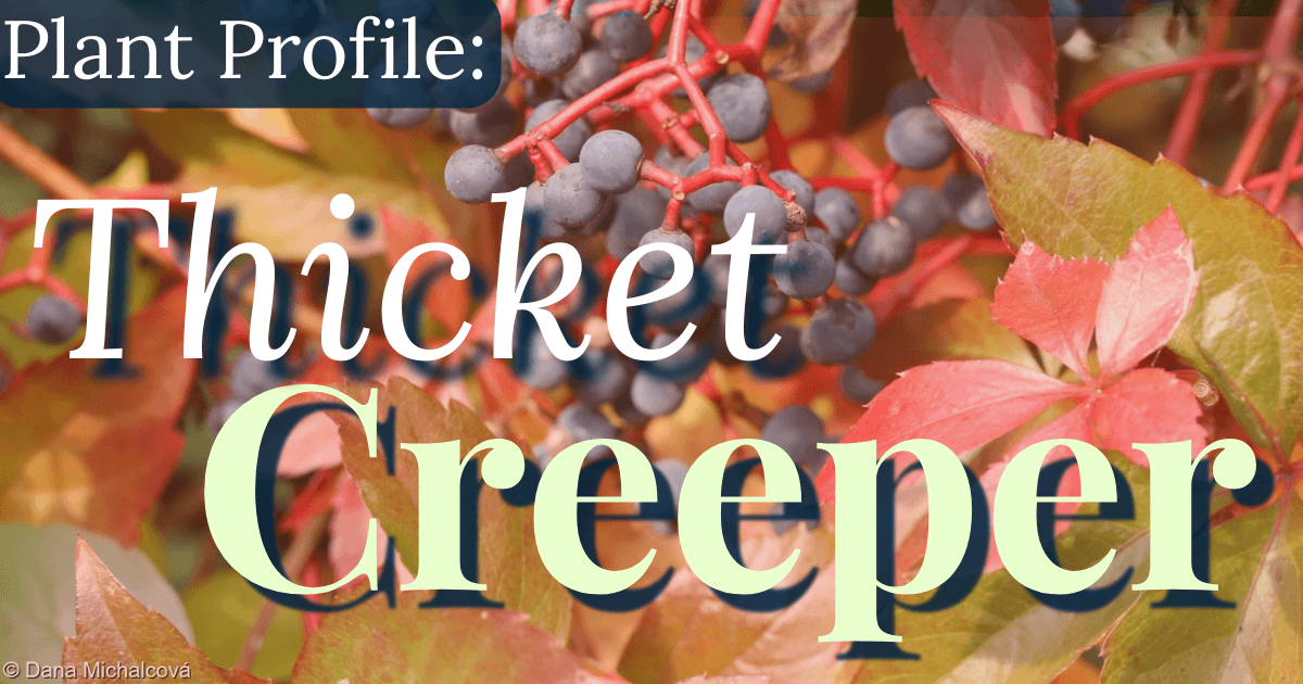 Plant Profile: Thicket Creeper