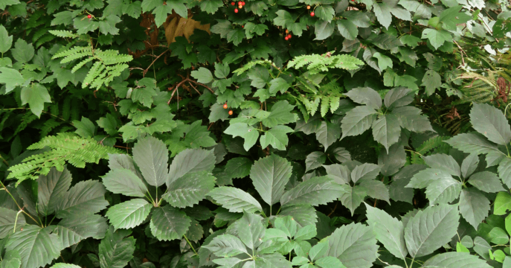 Good companions for thicket creeper include ferns, tall perennials, and framing shrubs.