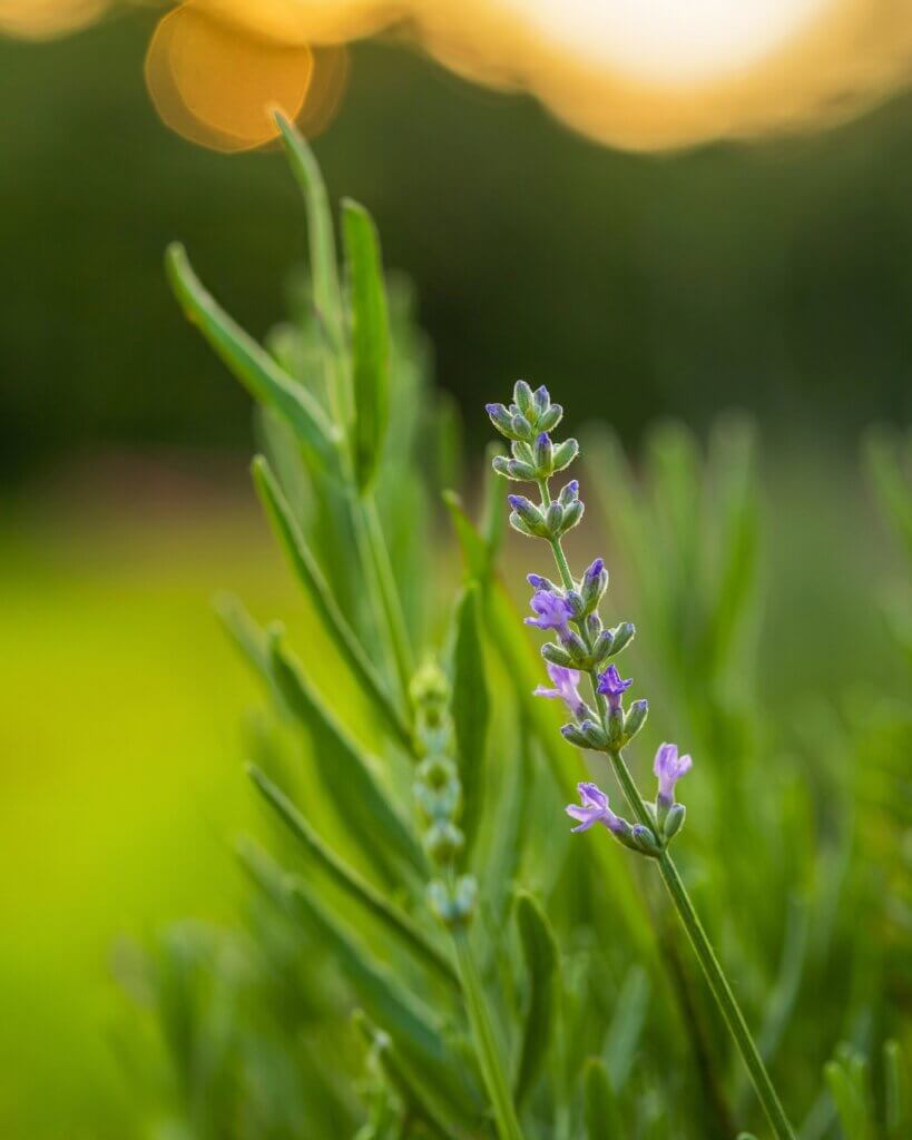 Lavender