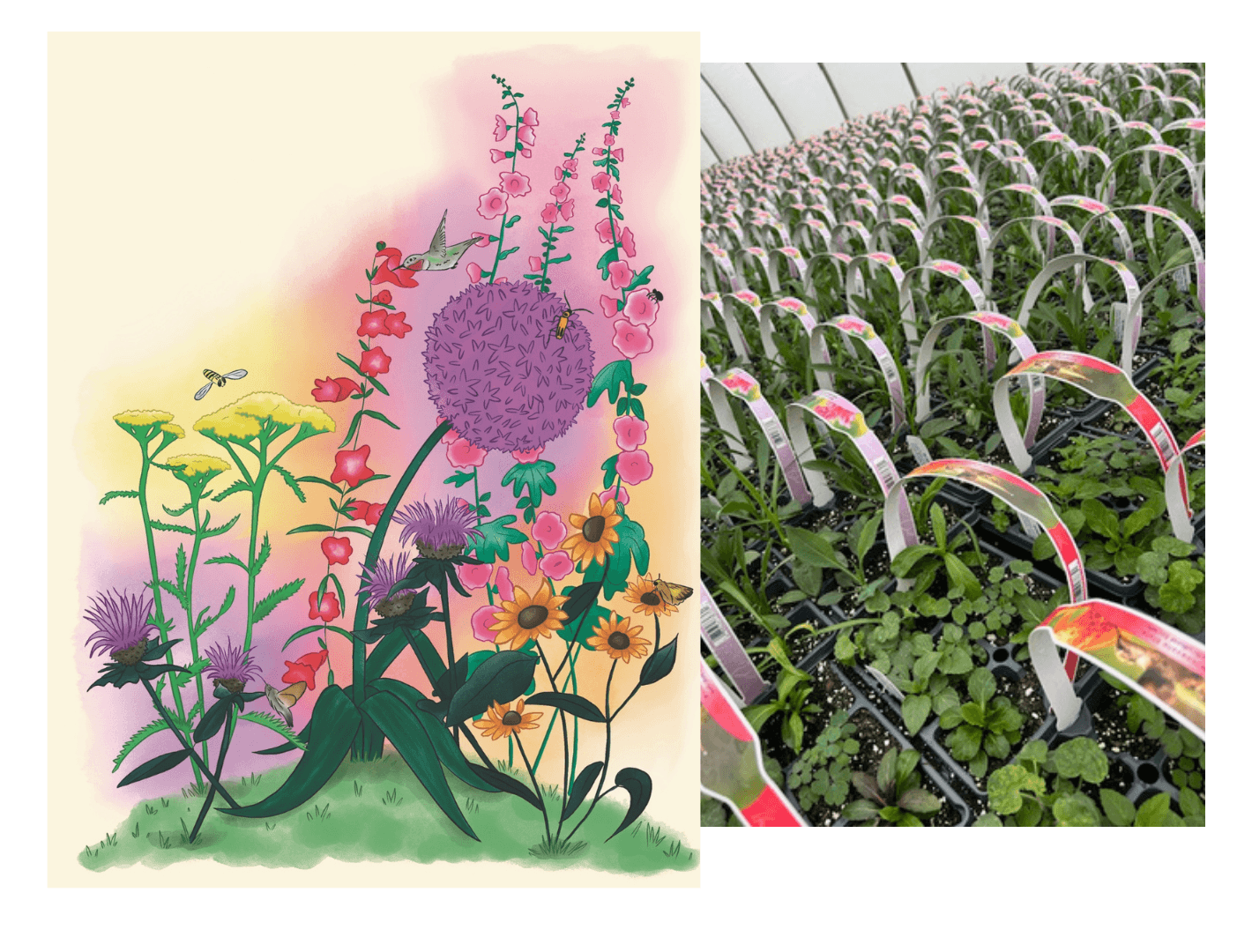 Pollinator Paks