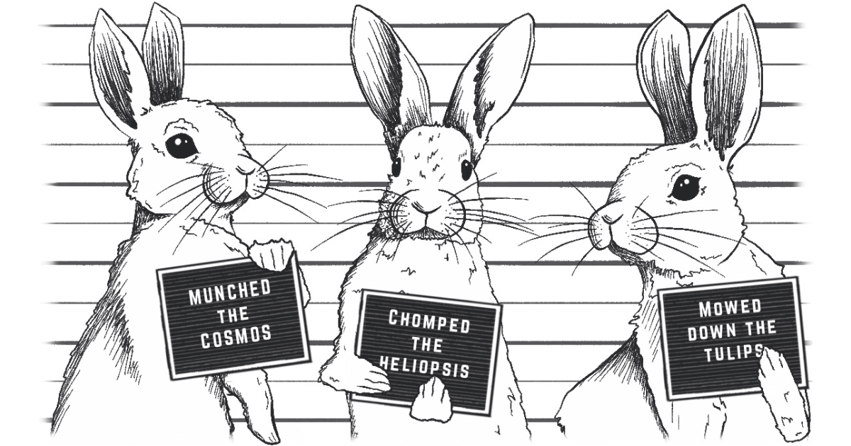 Rabbit Resistant Plants