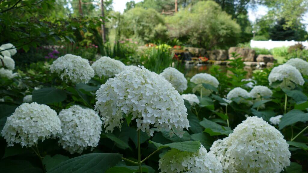 Smooth or arborescens hydrangeas are extremely hardy and a good choice for northern gardeners.
