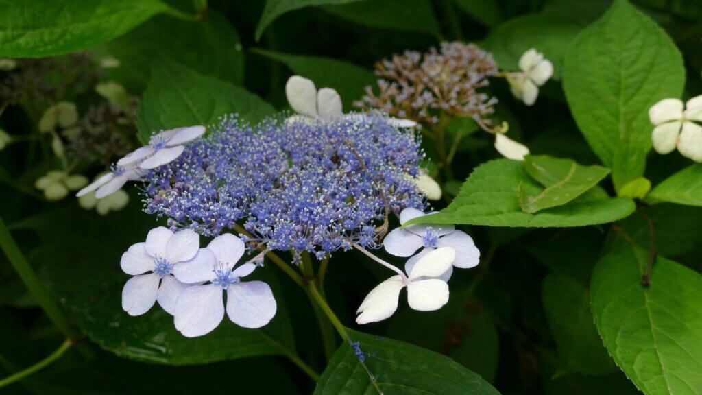 The inner petals of mountain hydrangea are extremely attractive to bees.