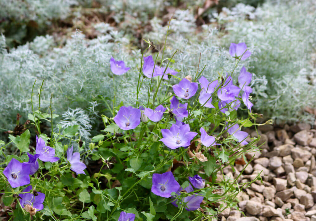 bellflowers and artemisia in the garden.