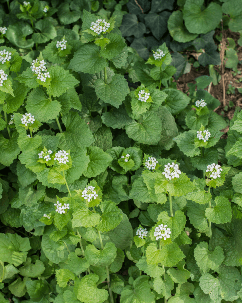 Garlic mustard grows in many forests in the upper midwest