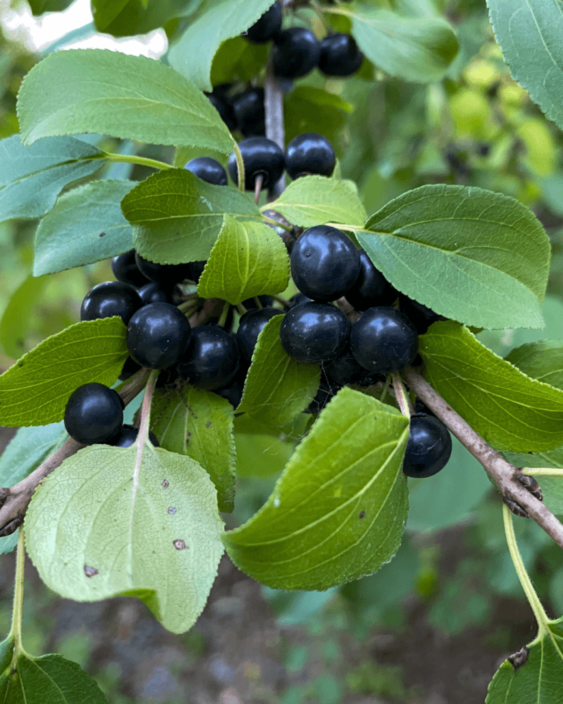 Buckthorn berries are low in nutrition and spread uncontrolled through many forests