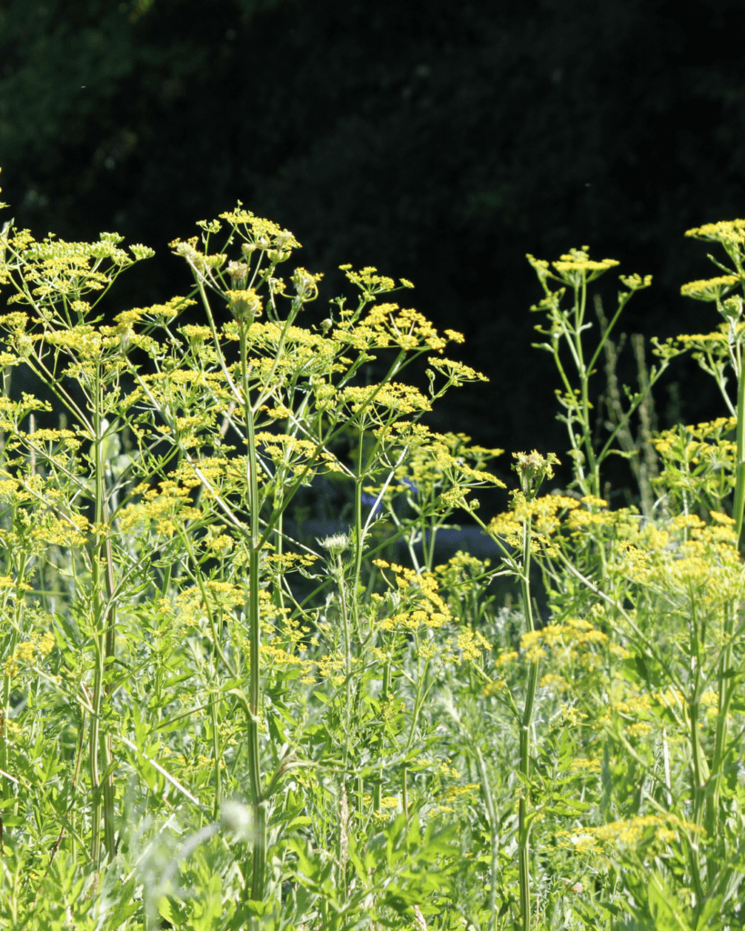 Wild parsnip crowds out established native plants from prairies and woodland borders